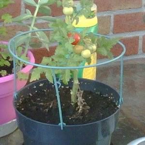 Meet your Posher, Alpine